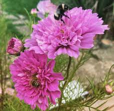 Senetti Flower Seeds 90cs Pink for Planting – Heirloom, Non-GMO, High Germination Organic Garden Seeds
