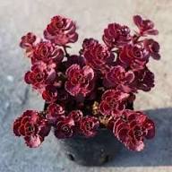 Red Sedum Voodoo Flower Seeds for Planting – Heirloom, Non-GMO, High Germination Organic Garden Seeds