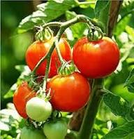 Tomato Vegetables Seeds Pink – Heirloom, Non-GMO, High Germination Organic Garden Seeds