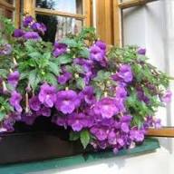 Lila Achimenes-Blumensamen – Alte Sorte, gentechnikfrei, keimfreudig, Bio-Gartensamen zum Pflanzen