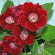 Gloxinia Flower Seed Red – Heirloom Non-GMO High Germination Organic Garden Seeds for Planting