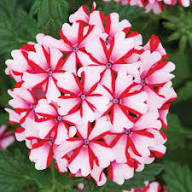 Verbena Flower Seeds Pink White – Heirloom Non-GMO High Germination Organic Garden