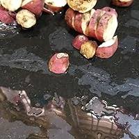 Mixed Sweetpotato Seeds – Heirloom, Non-GMO, High Germination Organic Garden Seeds Planting