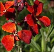 Rote Goldlack-Samen zum Pflanzen – Alte Sorte, gentechnikfrei, keimstark, Bio-Gartensamen