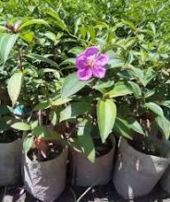 Semillas de flor de Tibouchina Granulosa rosa – Variedad tradicional, no transgénicas, orgánicas de alta germinación