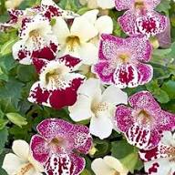 White Mimulus Tigrinus Flower Seeds Heirloom Non-GMO High Germination Organic Garden Seeds