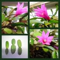 Rhipsalidopsis Flower Seeds for Planting – Heirloom Non-GMO High Germination Organic Garden Seeds