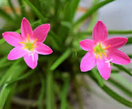 Pink Saffron Flower Seeds Heirloom Non-GMO High Germination Organic Garden Seeds for Planting