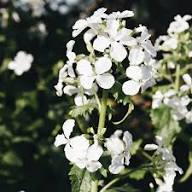 White Lunaria Annua Variegata Flower Seeds for Planting Heirloom Non-GMO High Germination Organic Garden Seeds