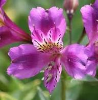 Purple Alstromeria Flower Seeds Heirloom Non-GMO High Germination Organic Garden Seeds for Planting