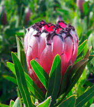 Pink-Schwarz Protea-Blumensamen – Alte Sorte, gentechnikfrei, keimstark, Bio-Gartensamen zum Pflanzen