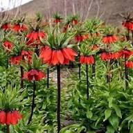 Red Kaiserkrone Flower Seeds – Heirloom Non-GMO High Germination Organic Garden Seeds for Planting