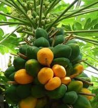 Mountain Papaya (Vasconcellea pubescens) Fruit Tree Seeds for Planting – Heirloom Non-GMO High Germination Organic Garden Seeds