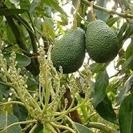 Russell Avocado (Butter Fruit) Seeds for Planting – Heirloom &amp; Non-GMO Organic Garden Seeds for Home Garden, High Germination