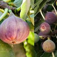 Mixed Fig Seeds – Heirloom, Non-GMO, High Germination Organic Garden Seeds for Planting