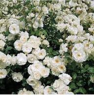White Climbing Rose Flower Seeds Heirloom Non-GMO High Germination Organic Garden Seeds for Planting
