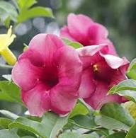 Rosa Allamanda Blumensamen – Erbstück, Non-GMO, hohe Keimfähigkeit, Bio-Gartensamen zum Pflanzen