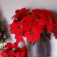 Poinsettia Flower Seeds Red Perennial – Heirloom Non-GMO High Germination Organic