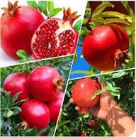 Pomegranate Seeds Red – Heirloom, Non-GMO, High Germination Organic Garden Seeds for Planting
