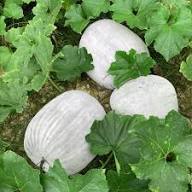 Wax Gourd Green Seeds – Heirloom Non-GMO High Germination Organic Garden Seeds for Planting