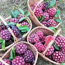 Kadsura Coccinea Fruit Seeds – Heirloom Non-GMO High Germination Organic Garden Seeds for Planting Rare Hardy Climbing Fruit Vine