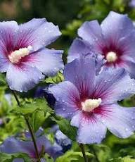 Violet Alyogyne Flower Seeds – Heirloom Non-GMO High Germination Organic Garden Seeds