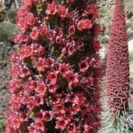 Red Tajinaste Flower Seeds Heirloom Non-GMO High Germination Organic Garden Seeds for Planting