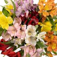 Mixed Alstroemeria Flower Seeds – Heirloom, Non-GMO, High Germination Seeds