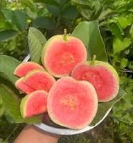 Ruby Supreme Guava Fruit Seeds for Planting – Heirloom Non-GMO High Germination Organic Garden Seeds Tropical Fruit Seeds for Home Garden