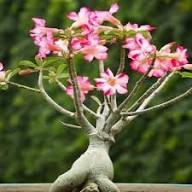 Pink White Adenium Obesum Flower Seeds – Heirloom Non-GMO High Germination Organic Garden Seeds