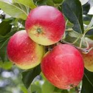 Mixed Apple Seeds – Heirloom, Non-GMO, High Germination Organic Garden Seeds for Planting