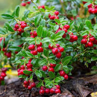 Lingonberry Fruit Seeds for Planting Heirloom Non-GMO High Germination Organic Garden Seeds