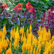 Yellow Celosia Seeds – Heirloom, Non-GMO, High Germination Organic Garden Seeds