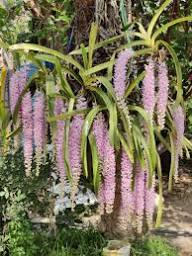 Rhynchostylis Flower Seeds for Planting – Heirloom Non-GMO High Germination Organic Garden Seeds