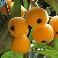 Loquat Seeds Organic Perennial – Heirloom, Non-GMO, High Germination Organic Garden Seeds for Planting