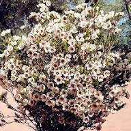 Geraldton Wax Flower Seeds – Heirloom Non-GMO High Germination Organic Garden Seeds for Planting