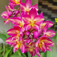 Purple White Orchid Flower Seeds Heirloom Non-GMO High Germination Organic Garden Seeds for Planting