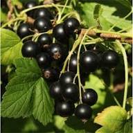 Semillas de zarzamora negra – Semillas orgánicas de jardín para plantar, de herencia, sin OGM, de alta germinación
