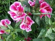 Pink White Clarkia Flower Seeds Heirloom Non-GMO High Germination Organic Garden Seeds for Planting