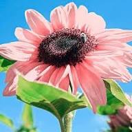 Pink Sunflower Seeds Heirloom Non-GMO High Germination Organic Garden Seeds