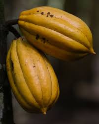 Yellow Cacao Seeds – Heirloom, Non-GMO, High Germination Organic Garden Seeds | Seeds for Planting