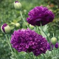 Purple Paeony Flower Seeds Heirloom Non-GMO High Germination Organic Garden Seeds for Planting