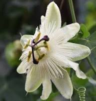 White Passion Flower Seeds – Heirloom, Non-GMO, High Germination Organic Garden Seeds