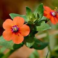 Red Pimpernel Flower Seeds for Planting – Heirloom, Non-GMO, High Germination Organic Garden Seeds