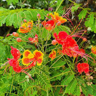 Red Yellow Caesalpinia Flower Seeds – Heirloom Non-GMO High Germination Organic Garden Seeds