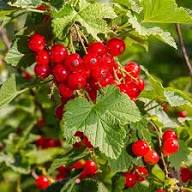 Grosella Fruit Seeds Red – Heirloom, Non-GMO, High Germination Seeds