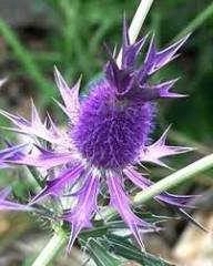 Purple Eryngium Flower Seeds – Heirloom, Non-GMO, High Germination Organic Garden Seeds for Planting