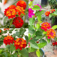 Mixed Lantana Flower Seeds – Heirloom Non-GMO High Germination Seeds