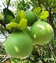 Green Pomelo Citrus Seeds for Planting – Heirloom Non-GMO High Germination Organic Garden Seeds