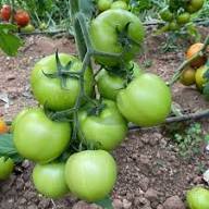 Tomato Growing Green Seeds – Heirloom, Non-GMO, High Germination Organic Garden Seeds